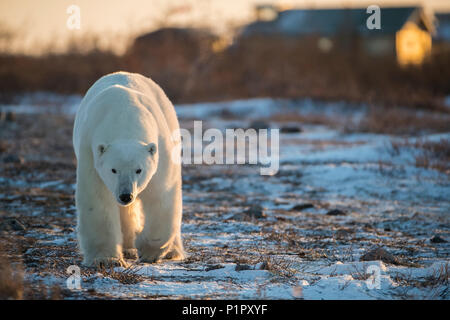 Polar bear (Ursus maritimes) walking toward the camera at dusk; Churchill, Manitoba, Canada Stock Photo