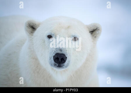 Close-up of a polar bear's (Ursus maritimes) face looking at the camera; Churchill, Manitoba, Canada Stock Photo