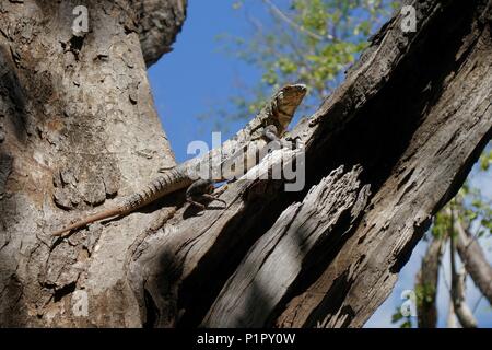 Iguana resting on the dry tree branch. Stock Photo