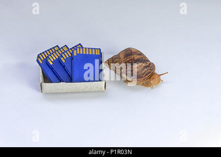 concept of low speed, snails and flash drives, speed in progress Stock Photo