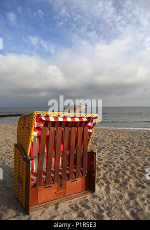 Kuehlungsborn, Germany, young silver moose standing on a closed beach basket Stock Photo