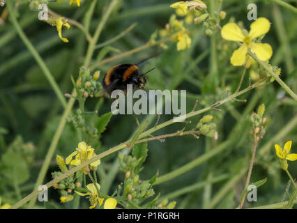 Bombus terrestris - a buff-tailed bumblebee queen in flight whilst gathering pollen. Pollen grains on bee head and proboscis. Stock Photo