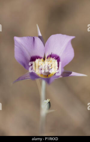 Mariposa Lily in the Columbia River Wildlife Refuge Stock Photo