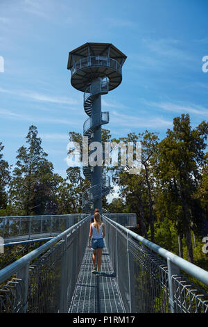 Tourists and tower on Treetop walk, near Hokitika, West Coast, South Island, New Zealand (model released) Stock Photo