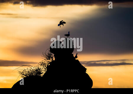 Gulls perched on a rock at sunset; Garibaldi, Oregon, United States of America Stock Photo