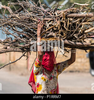 Indian woman with covered face carries a large bundle of branches on her head; Kishan Ghjat, Rajasthan, India Stock Photo