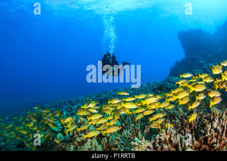 Scuba diver with a large school of Bluestripe Snappers  (Lutjanus kasmira) swimming over healthy reef Stock Photo