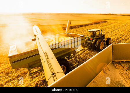 Combine unloads into a grain wagon during corn harvest, near Nerstrand; Minnesota, United States of America Stock Photo