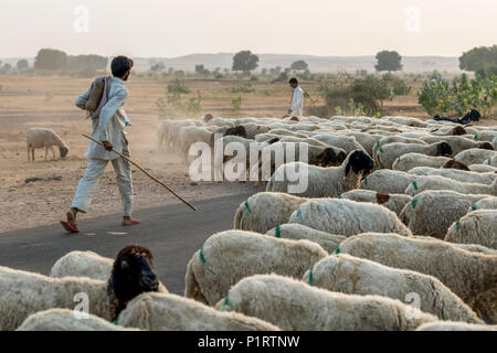 Men herding a flock of sheep along a road; Damodara, Rajasthan, India