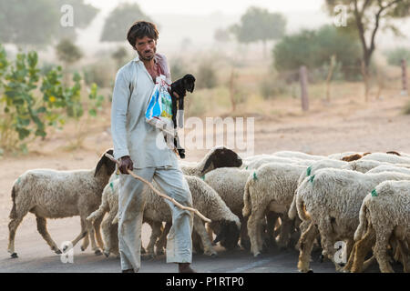 Man herding a flock of sheep along a road; Damodara, Rajasthan, India