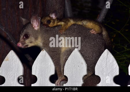 Brush tail possum and baby. Stock Photo