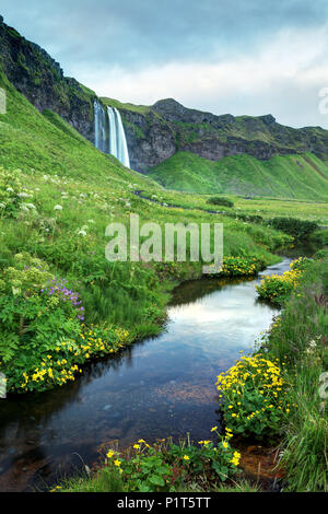 Creek flowing through wildflowers below Seljalandsfoss waterfall, South Region, Iceland Stock Photo