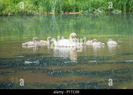 mute swan and cygnets Stock Photo