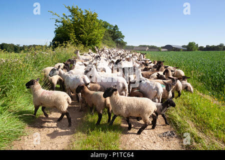 Flock of North Country Mule sheep being herded back to pasture after being sheared, Stow-on-the-Wold, Cotswolds, Gloucestershire, England, UK Stock Photo