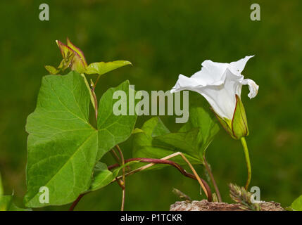 Flower, bud and leaves of Hedge bindweed, also known as Rutland beauty Stock Photo
