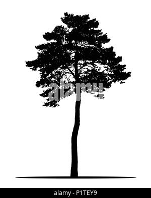 Realistic silhouette of coniferous tree, isolated on white background - vector Stock Vector