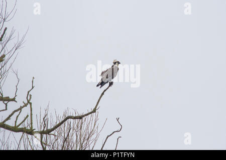 Osprey on perch Stock Photo