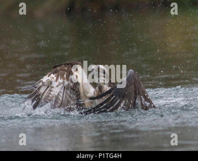 Osprey diving for fish in rutland water Stock Photo