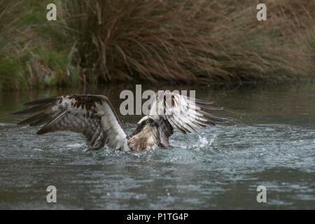 Osprey diving for fish in rutland water Stock Photo