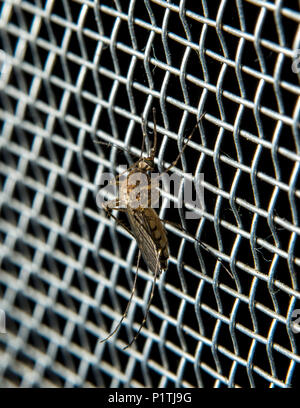 CLOSE UP OF INLAND FLOODWATER MOSQUITO (AEDES VEXANS) ON METAL SCREEN Stock Photo