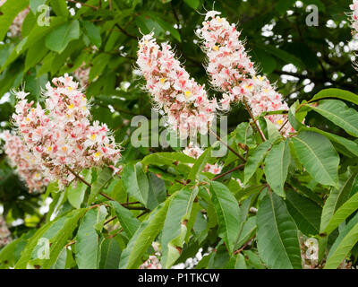 Pink June flowers of the deciduous chestnut, Aesculus indica 'Sidney Pearce' Stock Photo