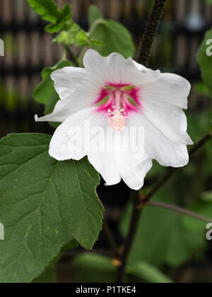 Hibiscus like white flower of the compact tree mallow, Lavatera x clementii 'Barnsley Baby' Stock Photo