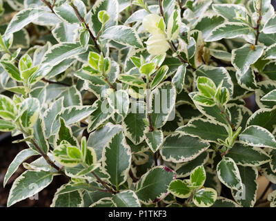 White edged variegation of the hardy evergreen New Zealand shrub, Pittosporum tenuifolium 'Garnettii' Stock Photo