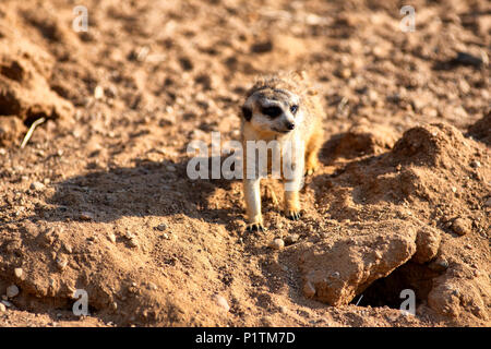 Curious and inquiring surikat or meerkat watching around Stock Photo