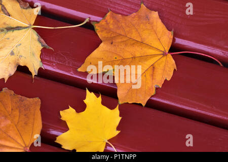 Autumn dry maple leaves on dark red wooden bench. View from above. Selective focus. Stock Photo