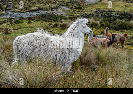 A herd of llamas (Lama glama) at the El Cajas National Park in Ecuador Stock Photo