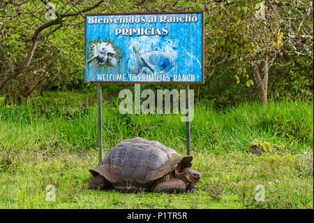 Giant tortoise welcomes visitors to Rancho Primicas, Santa Cruz Island, Galapagos Islands, Ecuador Stock Photo