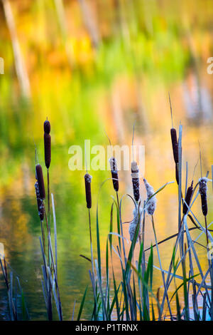 Cat tails and reflection of autumn colours in tranquil water; Chagrin Falls, Ohio, United States of America Stock Photo