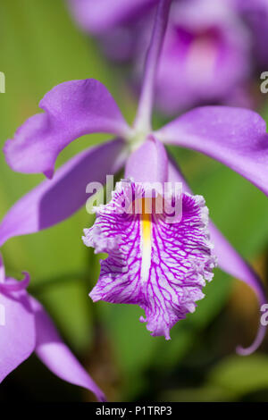 Purple orchid (Cattleya maxima); Paia, Maui, Hawaii, United States of America Stock Photo
