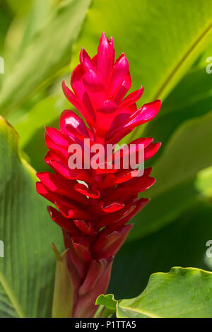 Red Ginger (Alpinia Purpurata); Paia, Maui, Hawaii, United States of America Stock Photo