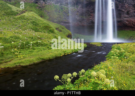 Seljalands River flows from base of Seljalandsfoss waterfall, South Region, Iceland Stock Photo