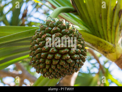 Screw pine (Pandanus) growing in the Caribbean; Guadaloupe Stock Photo