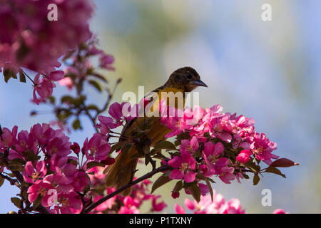 baltimore oriole in blossom Stock Photo
