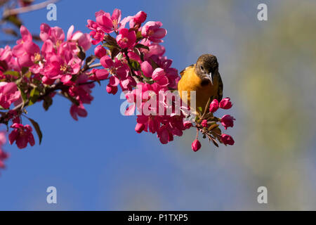 baltimore oriole in blossom Stock Photo