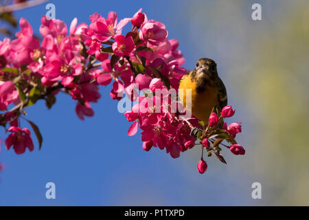 baltimore oriole in blossom Stock Photo