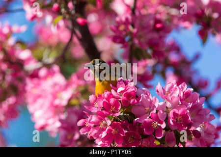 baltimore oriole in blossom Stock Photo