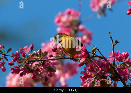 baltimore oriole in blossom Stock Photo