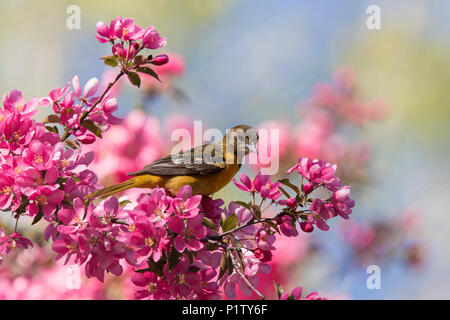 baltimore oriole in blossom Stock Photo