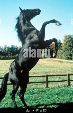 Black beauty horse film hi-res stock photography and images - Alamy