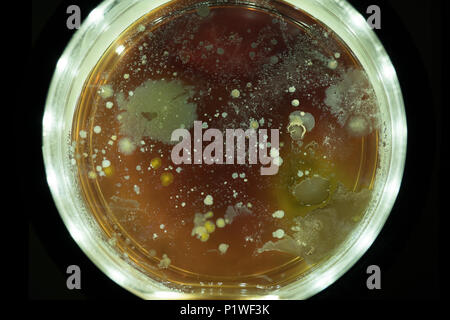 Growing Bacterial Colonies In Petri Dish Stock Photo