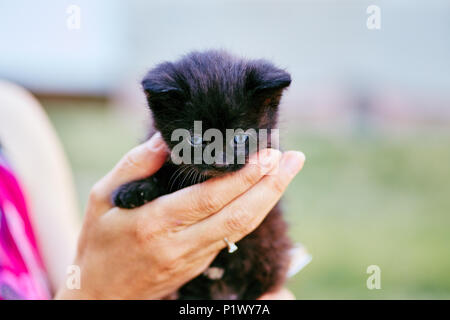 Crop view of hand faceless woman playing with kitten on blurred field background Stock Photo