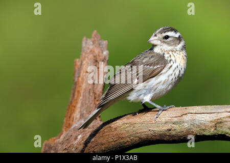 Female Rose-breasted Grosbeak (Pheucticus ludovicianus) perched on a dead tree branch- Grand Bend, Ontario, Canada Stock Photo