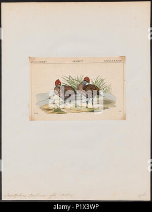 . Odontophorus balliviani . between 1820 and 1863 210 Odontophorus balliviani - 1820-1863 - Print - Iconographia Zoologica - Special Collections University of Amsterdam - UBA01 IZ17100199 Stock Photo