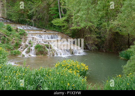 Yellow Irises aka Yellow Flag, Iris pseudacorus, Growing Around Pool Below Waterfall on the Réal River Jouques Provence France Stock Photo