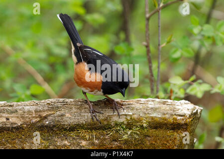 Male Eastern Towhee (Pipilo erythrophthalmus) perched on a rail fence at the edge of a forest - Grand Bend, Ontario, Canada Stock Photo