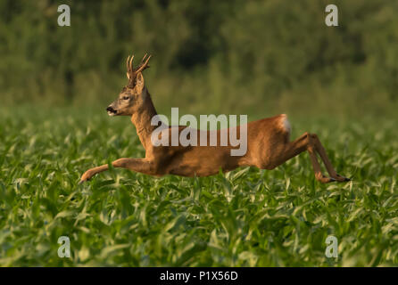 Roe Deer Stag leaping in the air Stock Photo